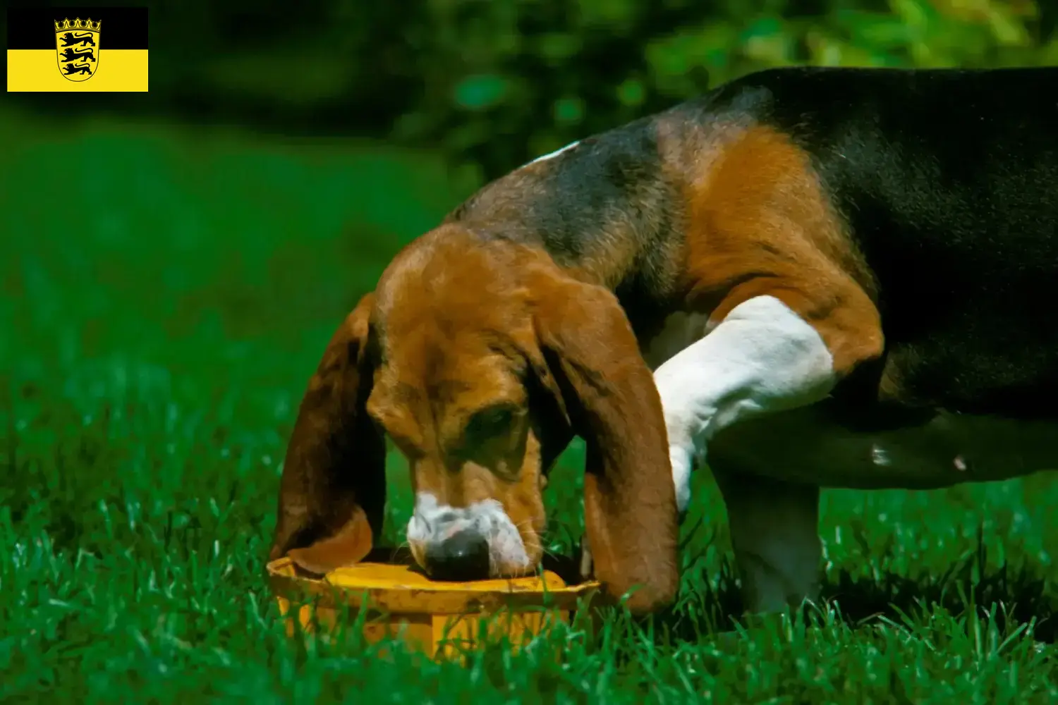 Read more about the article Basset Artésien Normand breeders and puppies in Baden-Württemberg