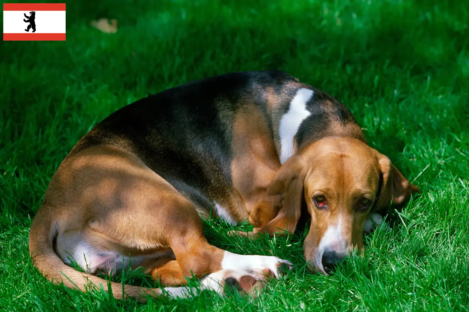 Read more about the article Basset Artésien Normand breeders and puppies in Berlin