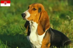 Read more about the article Basset Artésien Normand breeders and puppies in Brandenburg