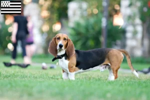 Read more about the article Basset Artésien Normand breeders and puppies in Brittany