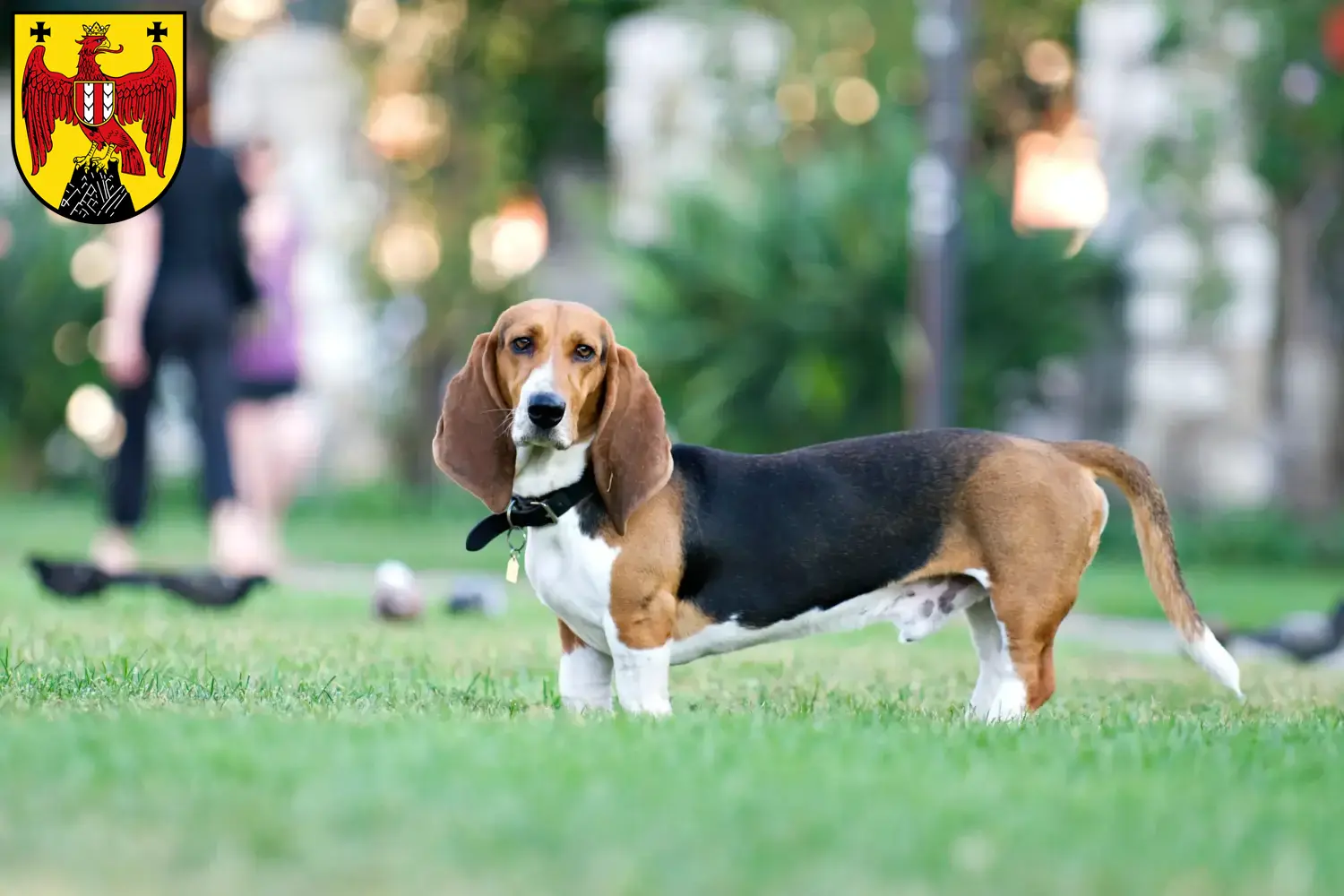 Read more about the article Basset Artésien Normand breeders and puppies in Burgenland