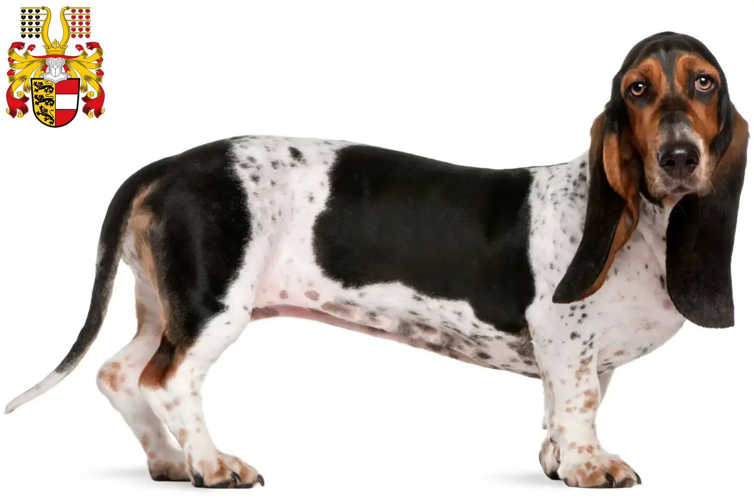 Read more about the article Basset Artésien Normand breeders and puppies in Carinthia