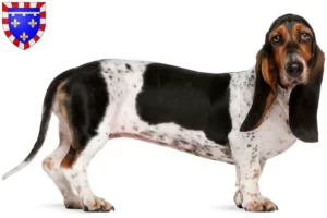 Read more about the article Basset Artésien Normand breeders and puppies in Centre-Val de Loire