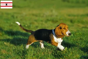 Read more about the article Basset Artésien Normand breeders and puppies in Drenthe