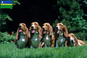 Read more about the article Basset Artésien Normand breeders and puppies in Flevoland