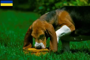 Read more about the article Basset Artésien Normand breeders and puppies in Gelderland