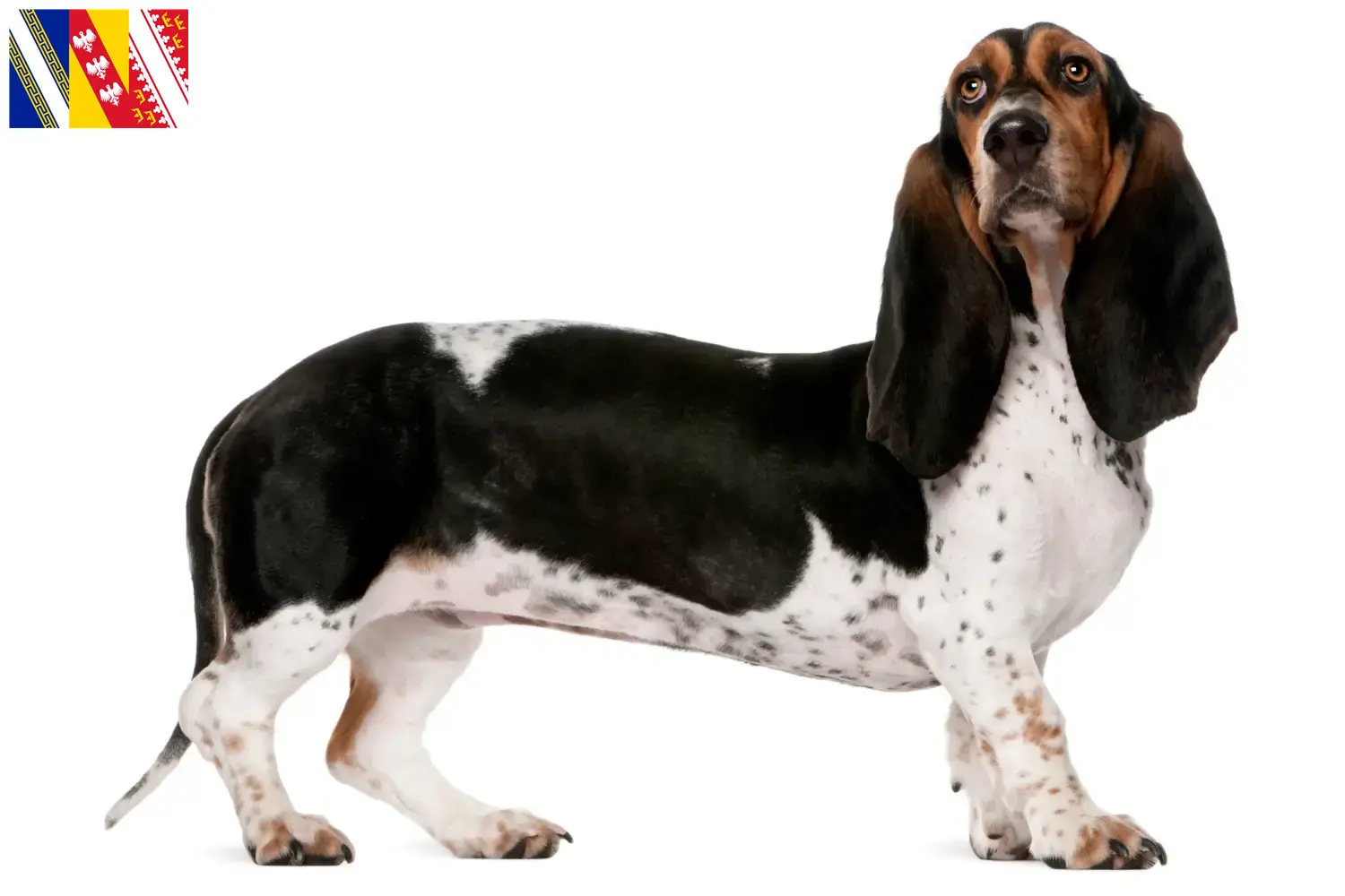 Read more about the article Basset Artésien Normand breeders and puppies in Grand Est