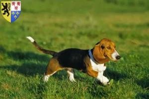 Read more about the article Basset Artésien Normand breeders and puppies in Hauts-de-France