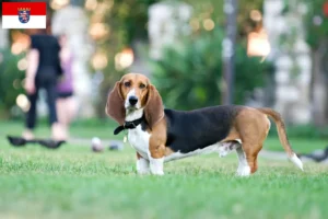 Read more about the article Basset Artésien Normand breeders and puppies in Hessen