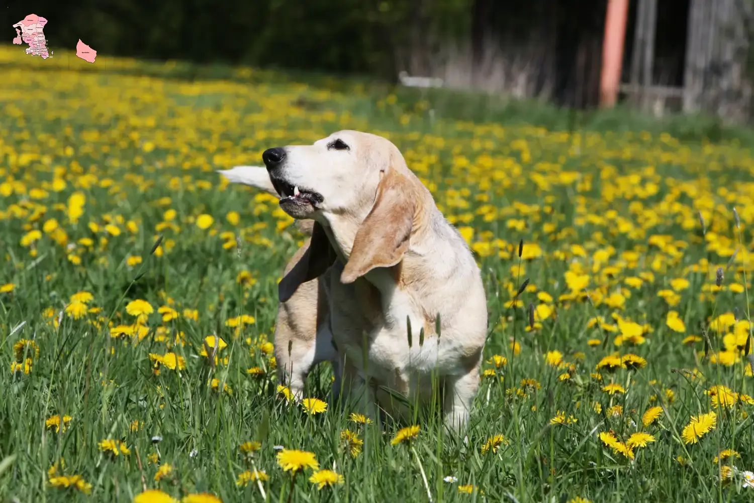 Read more about the article Basset Artésien Normand breeder and puppies in Hovedstaden