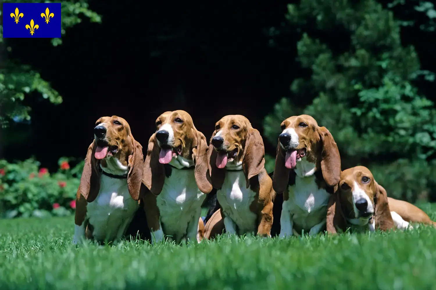 Read more about the article Basset Artésien Normand breeders and puppies in Île-de-France