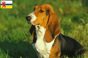 Read more about the article Basset Artésien Normand breeders and puppies in Limburg