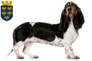 Read more about the article Basset Artésien Normand breeders and puppies in Lower Austria