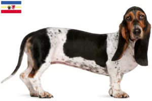 Read more about the article Basset Artésien Normand breeders and puppies in Mecklenburg-Vorpommern