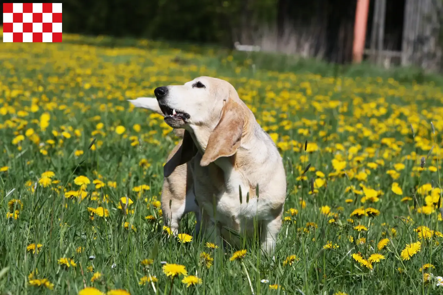 Read more about the article Basset Artésien Normand breeders and puppies in North Brabant