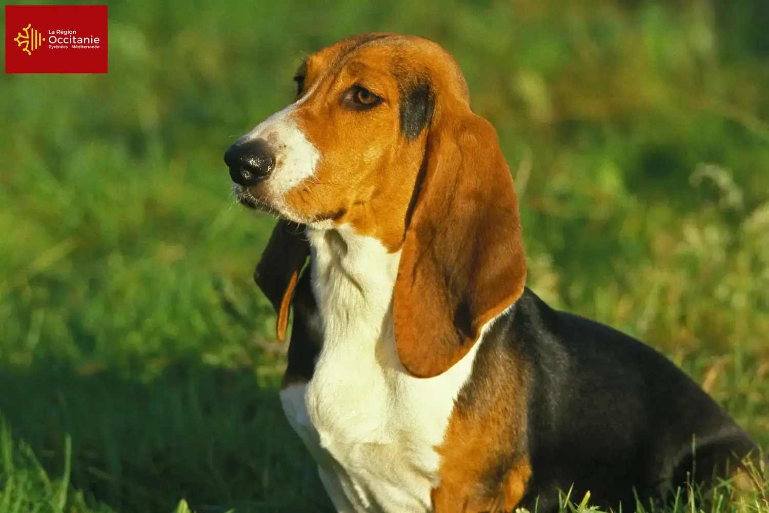 Read more about the article Basset Artésien Normand breeders and puppies in Occitania