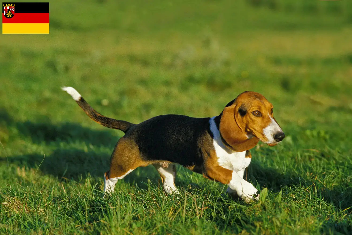 Read more about the article Basset Artésien Normand breeders and puppies in Rhineland-Palatinate