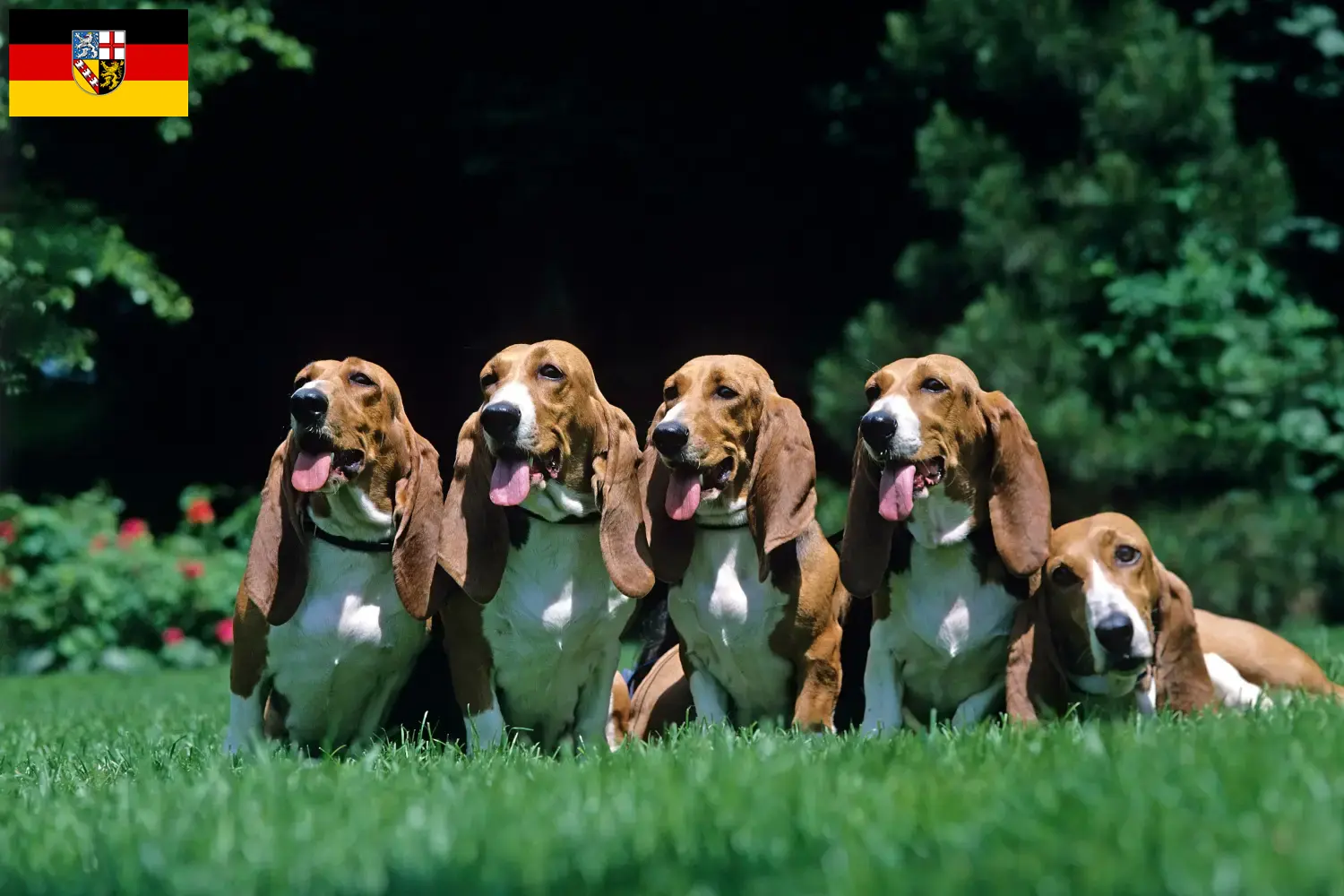 Read more about the article Basset Artésien Normand breeders and puppies in Saarland