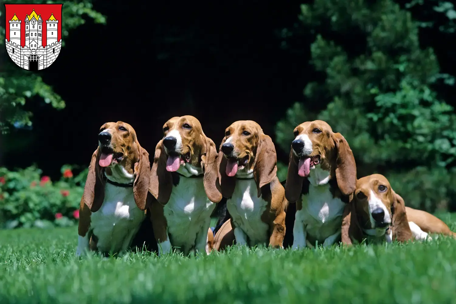 Read more about the article Basset Artésien Normand breeders and puppies in Salzburg