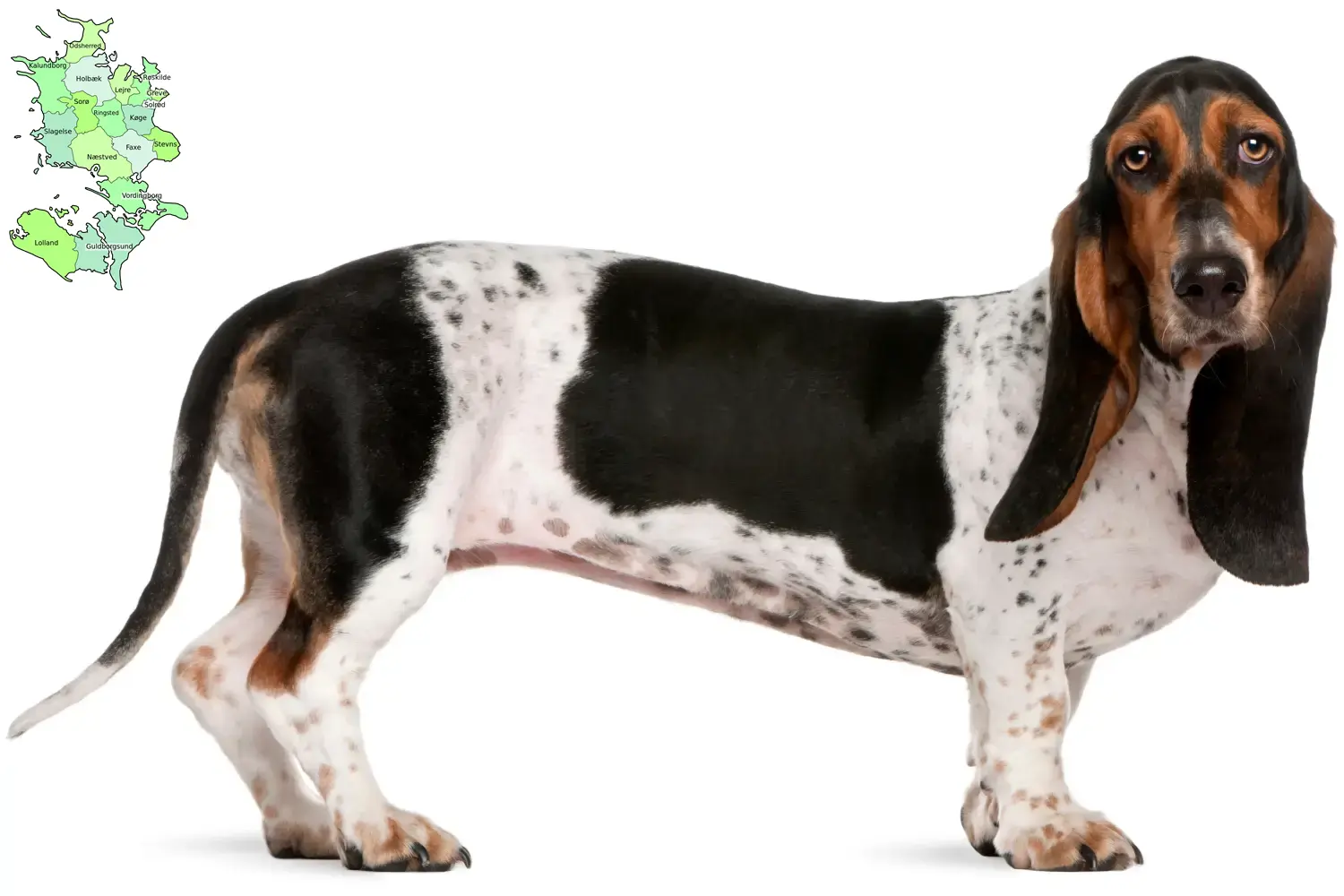 Read more about the article Basset Artésien Normand breeders and puppies in Sjælland