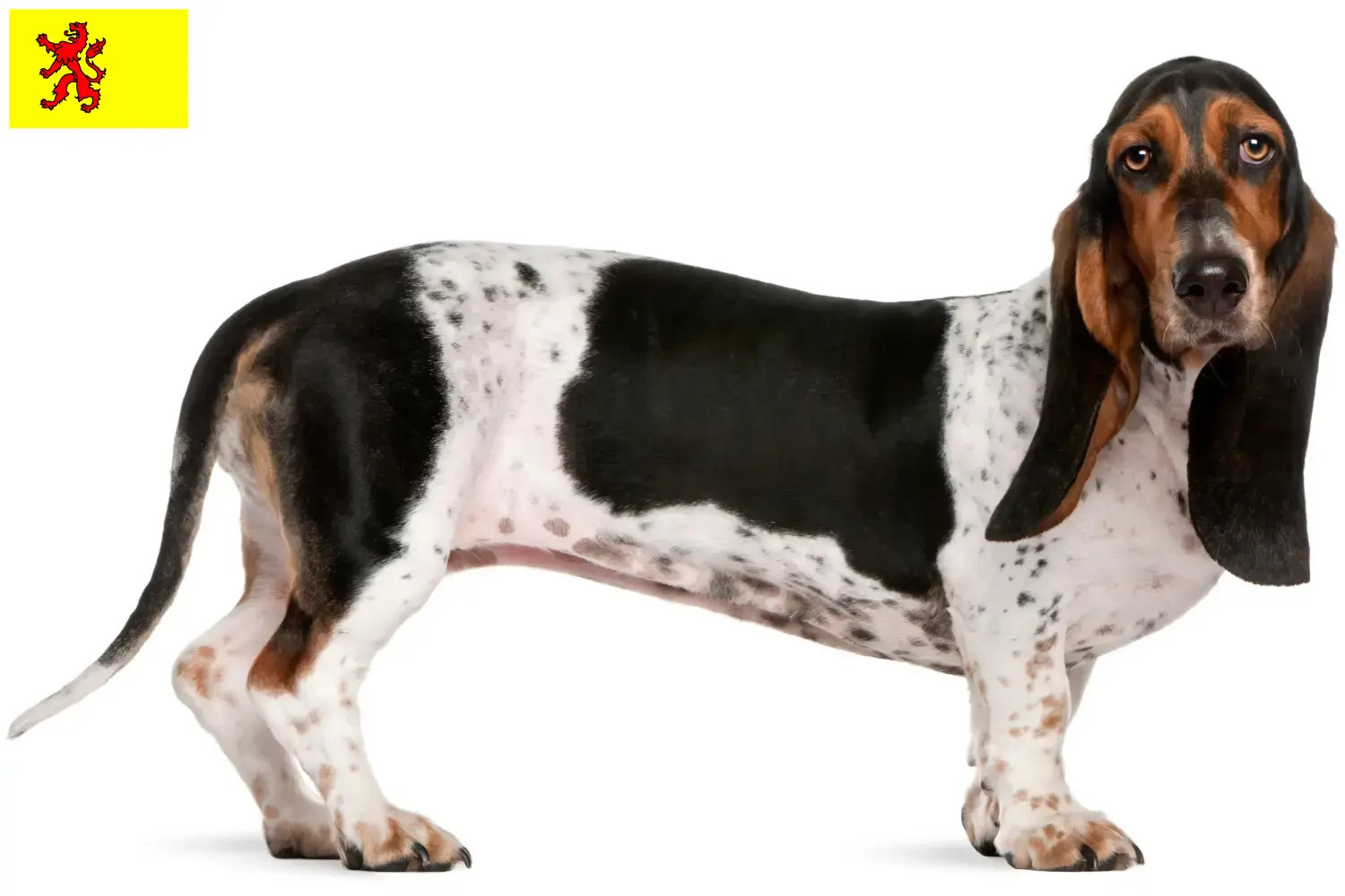 Read more about the article Basset Artésien Normand breeders and puppies in South Holland