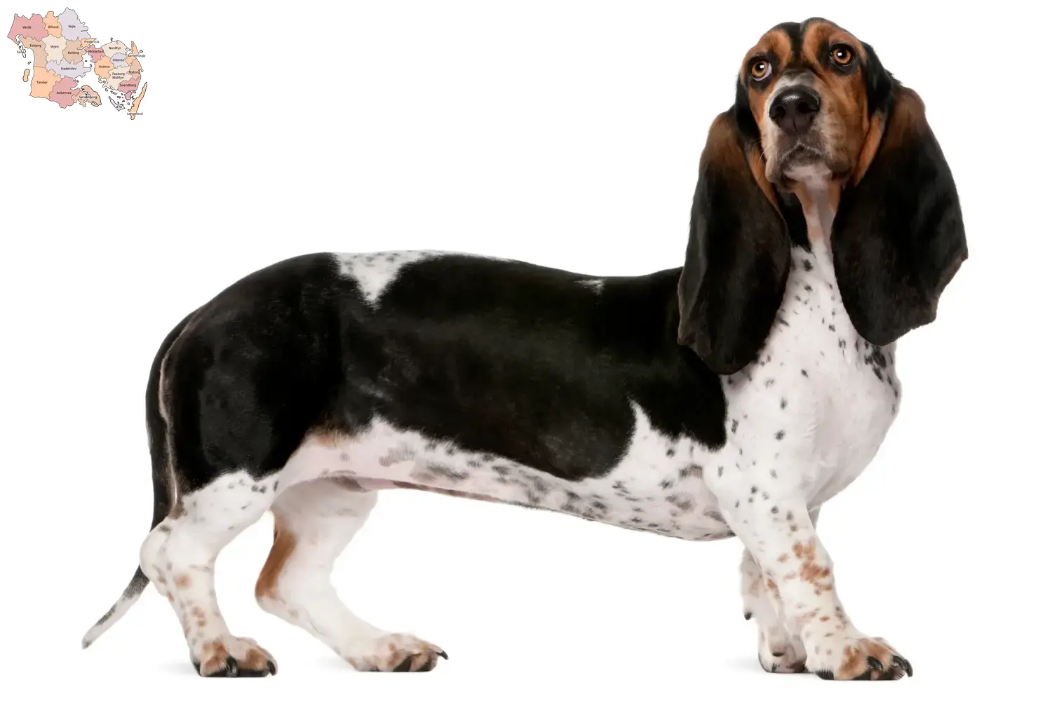 Read more about the article Basset Artésien Normand breeders and puppies in Syddanmark