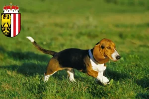 Read more about the article Basset Artésien Normand breeders and puppies in Upper Austria