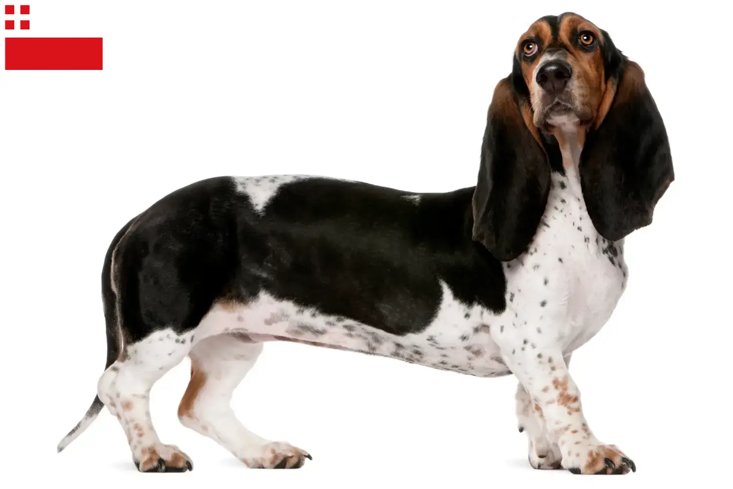 Read more about the article Basset Artésien Normand breeder and puppies in Utrecht