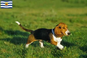 Read more about the article Basset Artésien Normand breeders and puppies in Zeeland