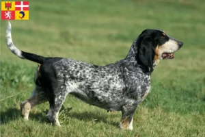 Read more about the article Basset bleu de Gascogne breeders and puppies in Auvergne-Rhône-Alpes