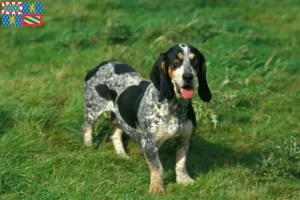 Read more about the article Basset bleu de Gascogne breeders and puppies in Bourgogne-Franche-Comté