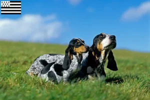 Read more about the article Basset bleu de Gascogne breeders and puppies in Brittany