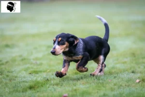 Read more about the article Basset bleu de Gascogne breeders and puppies in Corsica