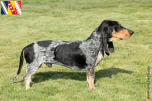 Read more about the article Basset bleu de Gascogne breeders and puppies in Grand Est