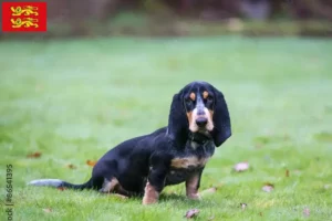 Read more about the article Basset bleu de Gascogne breeders and puppies in Normandy