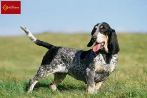 Read more about the article Basset bleu de Gascogne breeders and puppies in Occitania