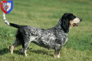 Read more about the article Basset bleu de Gascogne breeders and puppies in Pays de la Loire