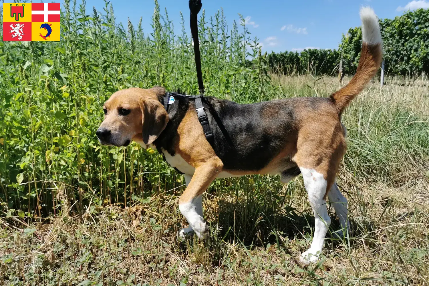 Read more about the article Beagle Harrier breeders and puppies in Auvergne-Rhône-Alpes