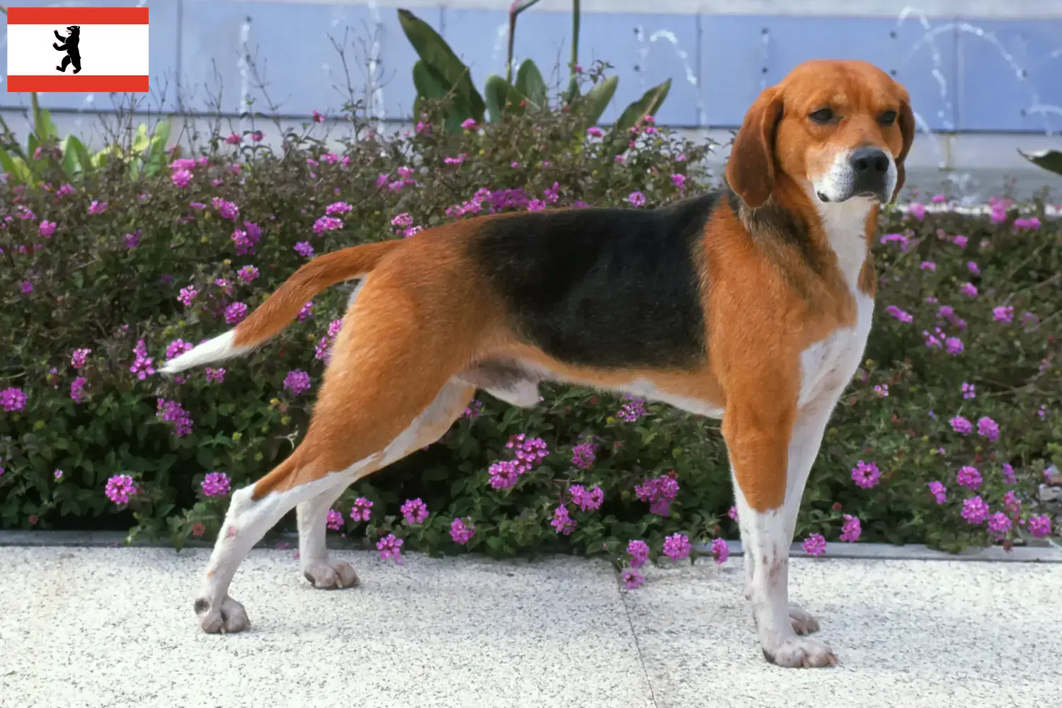 Read more about the article Beagle Harrier breeders and puppies in Berlin