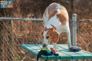 Read more about the article Beagle Harrier breeders and puppies in Bourgogne-Franche-Comté