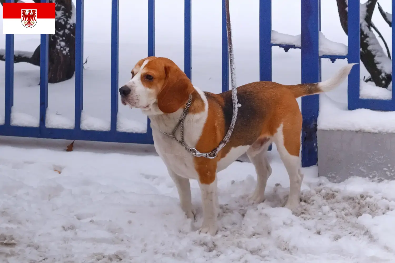 Read more about the article Beagle Harrier breeders and puppies in Brandenburg