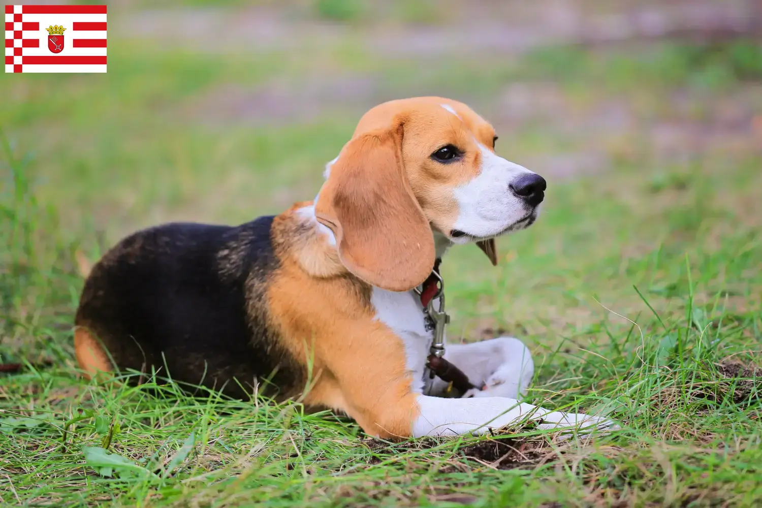 Read more about the article Beagle Harrier breeders and puppies in Bremen