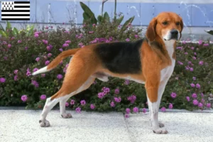 Read more about the article Beagle Harrier breeders and puppies in Brittany