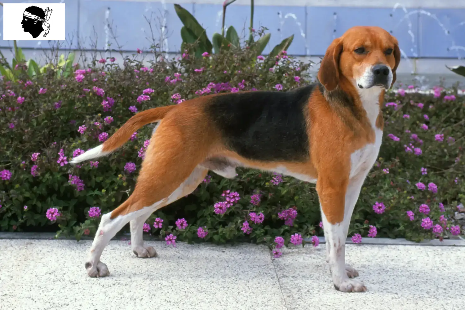 Read more about the article Beagle Harrier breeders and puppies in Corsica