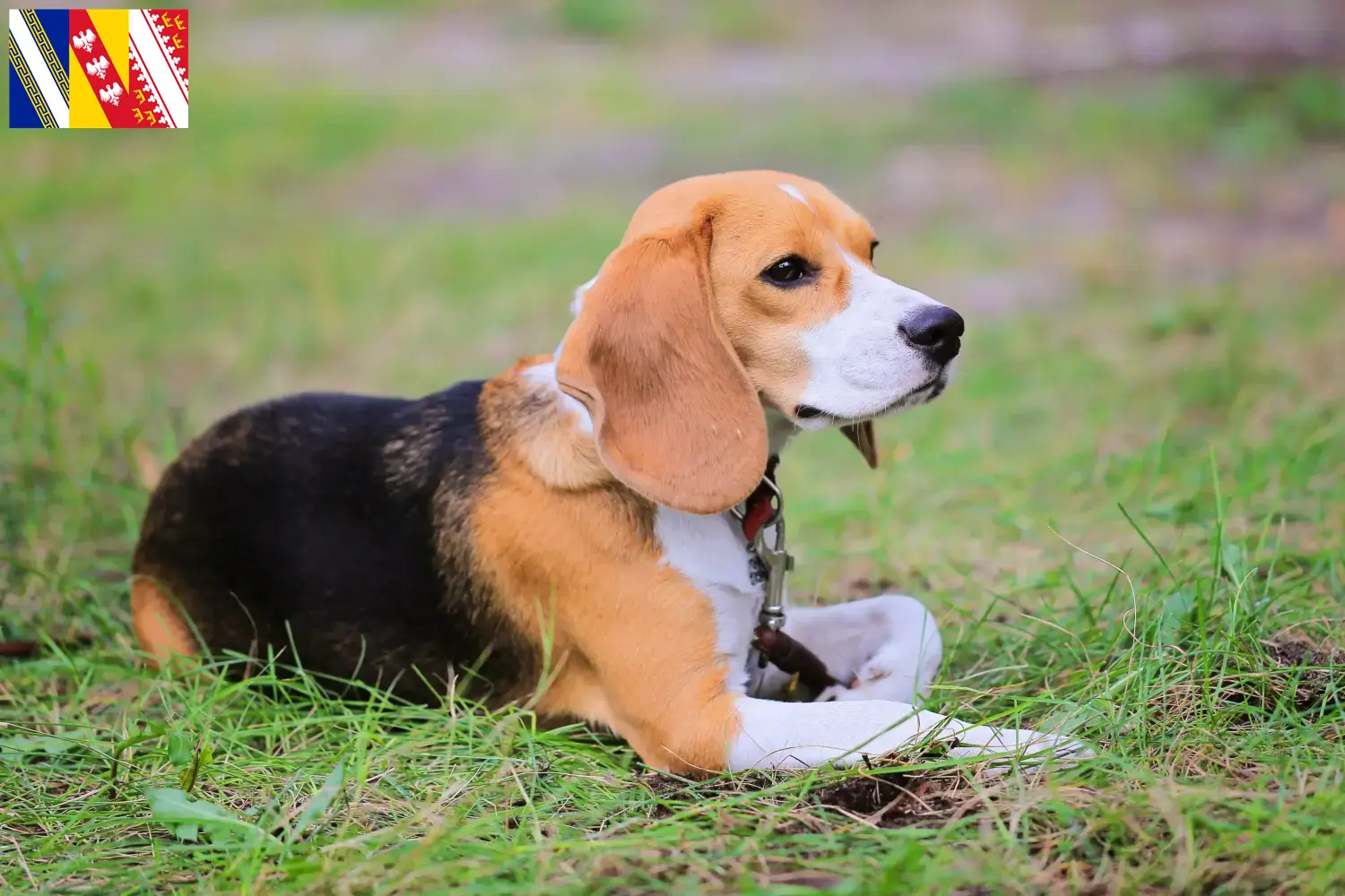 Read more about the article Beagle Harrier breeders and puppies in Grand Est