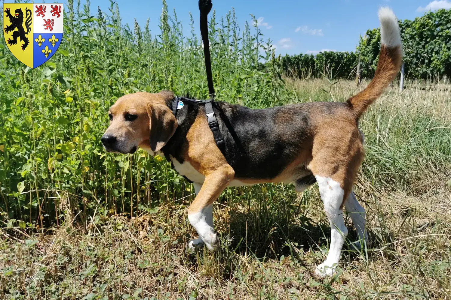 Read more about the article Beagle Harrier breeders and puppies in Hauts-de-France