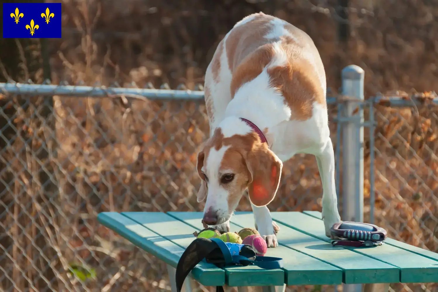 Read more about the article Beagle Harrier breeders and puppies in Île-de-France