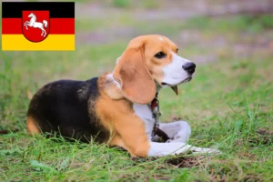 Read more about the article Beagle Harrier breeders and puppies in Lower Saxony