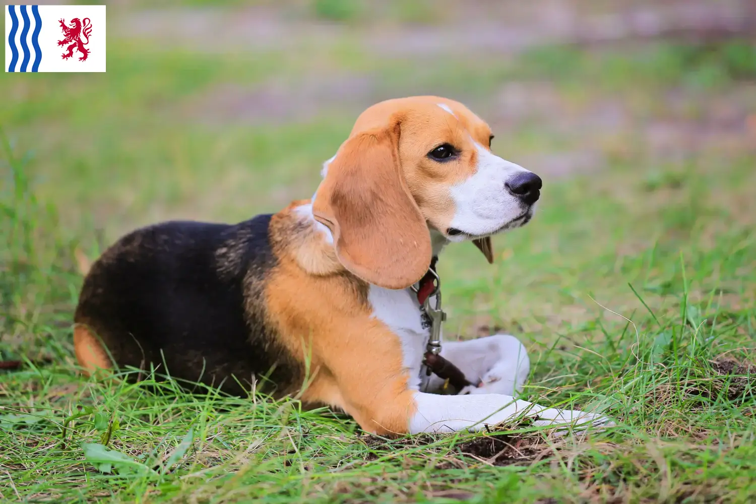 Read more about the article Beagle Harrier breeders and puppies in Nouvelle-Aquitaine