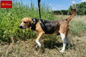 Read more about the article Beagle Harrier breeders and puppies in Occitania